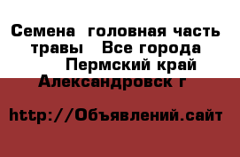 Семена (головная часть))) травы - Все города  »    . Пермский край,Александровск г.